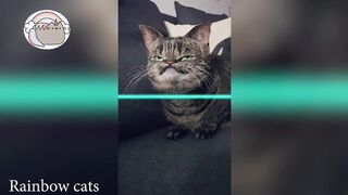 Time Warp Scan tiktok cat compilation (filter tiktok)