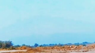 Eagle calling falcon training