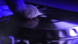 Beautiful Cats Dance | John92