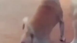 try-to-not-laugh-????-funny-video-????-