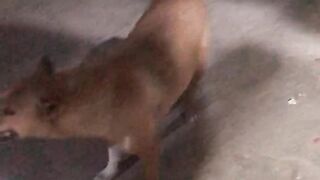 Hungry dog????????‍????