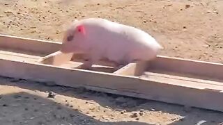-try-not-to-laugh-#2