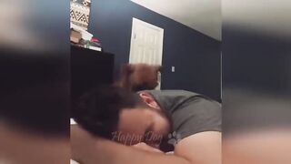 Funny-animals-funny cats_dogs videos