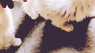 Baby Cats _ Cute cats funny video