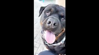 The FUNNIEST ANIMALS I Could Find On The Internet