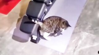 jacked Cat????