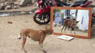 Mirror Prank For Dog Hilarious Reaction Mirror Prank Try not to Laugh So Funny Prank Video 2023