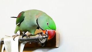 Parrot talkig