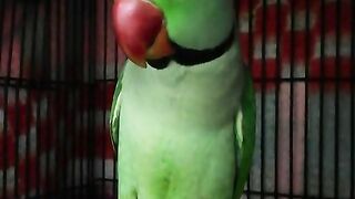 Parrot funny talking #shorts #birds