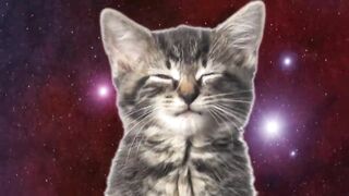 Cats space singing song cat. Funny cat Singer