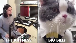 Cat singing big billy song funny. Fun