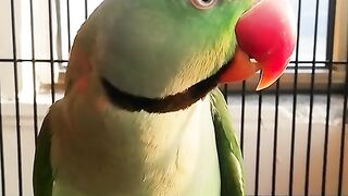 Parrot voice _ sweet talking #shorts #birds
