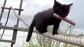 Cat dangerous fly love this cat
