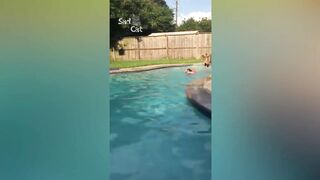 Dogs and bybies