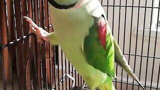Funny Parrot talk _ birds #parrot #shorts