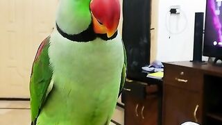 Magical Parrot _ talking #parrot #shorts #birds