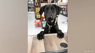 Cute baby animals Videos Compilation cute moment of the animals - Cutest Animals