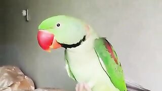 Amazing Parrot talking _ #shorts #birds #parrot