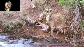 Big Fighting With lions ????