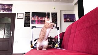 Cat in the role of a goalkeeper
