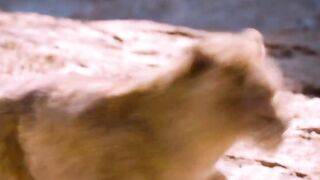 SIMBA