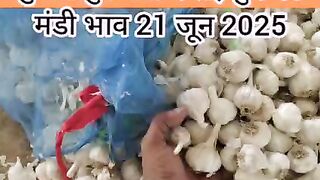 शुजालपुर मंडी में लहसुन का मंडी भाव 21 जून 2025