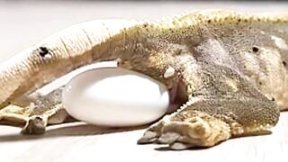 Pet Chameleon Laid Eggs!