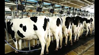 Punjab government announces to provide buffaloes and cows to rural widows