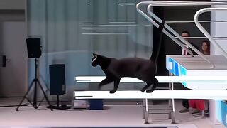 cat's swimming????