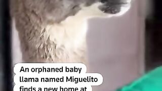 Orphaned Baby Llama Adopted by Chilean Police Station