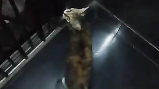 Cat in lift go in 7th floor