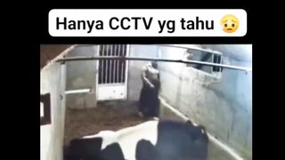 Only CCTV Knows: Charged by a Bull – Almost Died