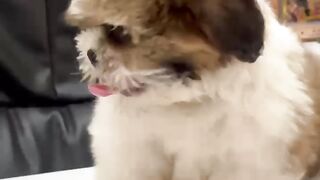 Shitzu 2