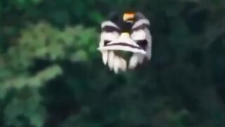 The Hornbill: The Unique Guardian of the Tropical Forest!