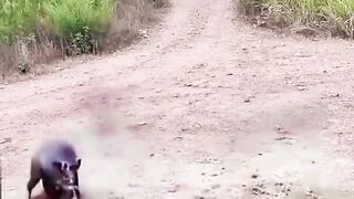 Animal fight so dangerous