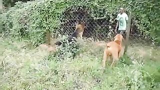 Kenyan Dogs