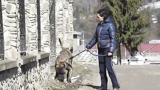 Pet Dogs Walking