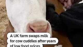English Farm Transforms Dairy Business into Cow Cuddling Experience