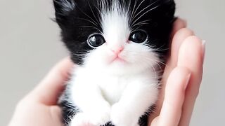 cute black and white cat