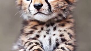 Leopard fur baby kitten
