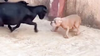 Funny video