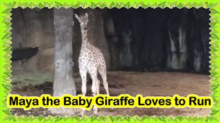 Meet Maya, the playful baby giraffe who simply loves to run across the open plain