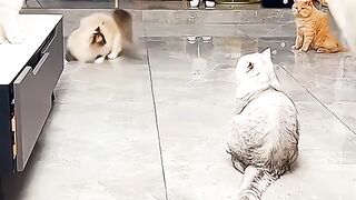 Kucing yang luar biasa