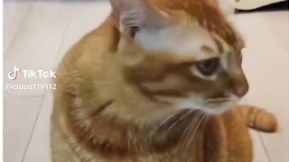 Kucing yg luar biasa