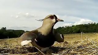 What an amazing video... The bird never tried to move out  bcz of its eggs are on ground.  Only a mother can be this brave.