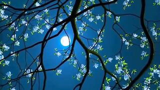 Nature beauty video 2