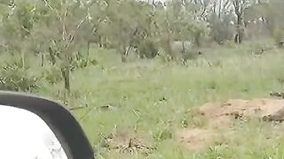 An amazing footage of a male lion pursuit for intruders !