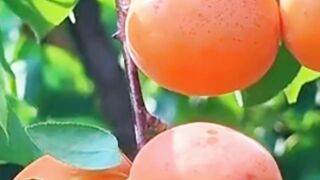 Beautiful nature 235