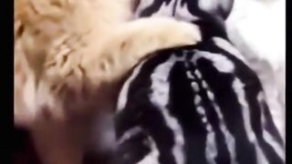 ???? Kucing Berantem Karena Masalah Sepele!