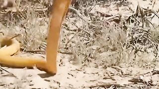 full video 329
